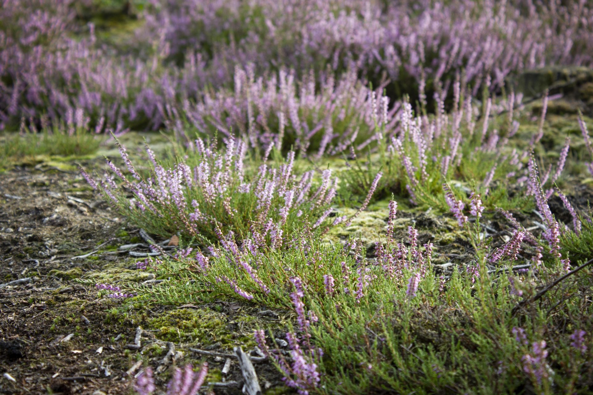 Heide - sanneneuteboom